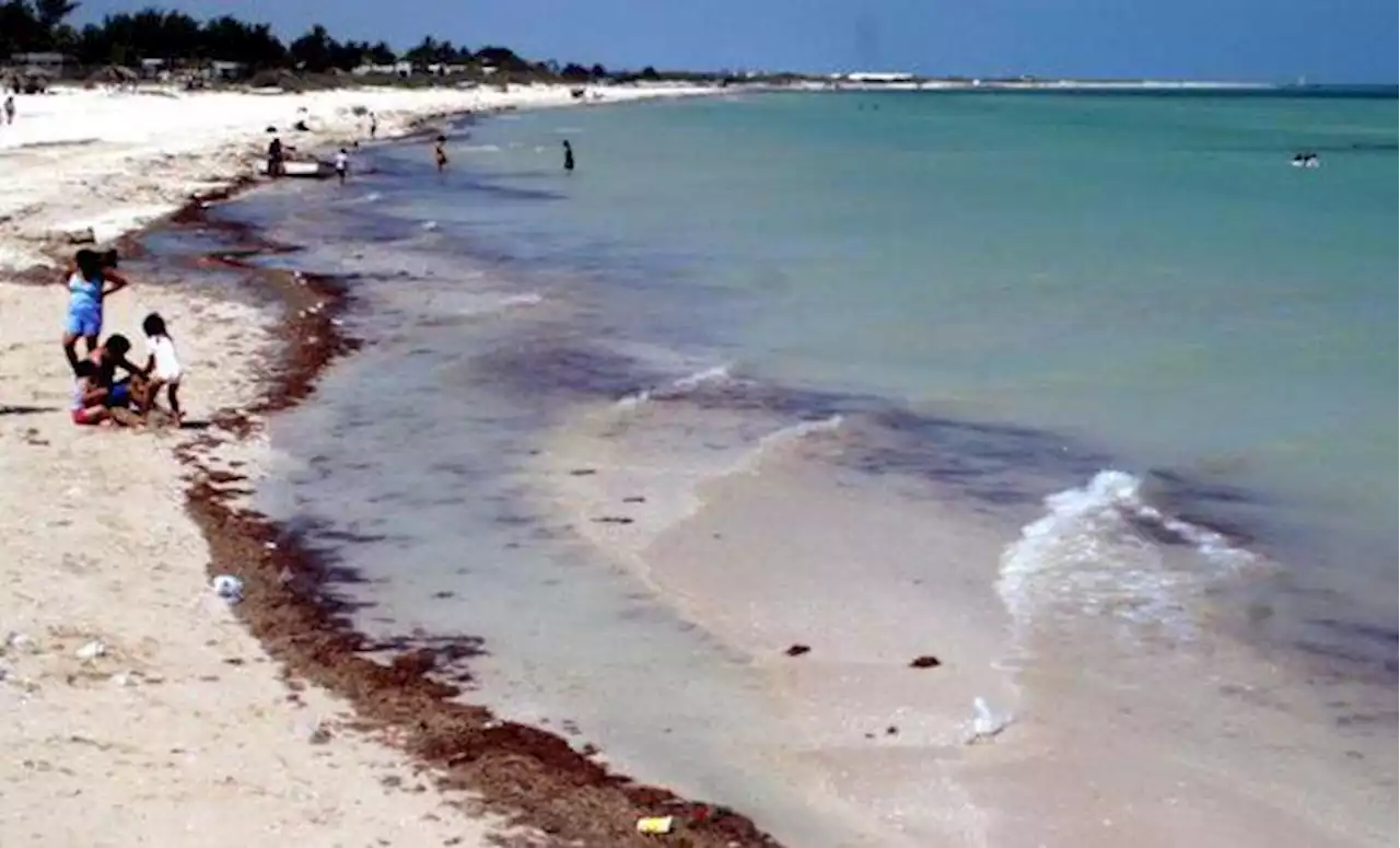 Llega marea roja a Sinaloa, decretan veda temporal en Navolato