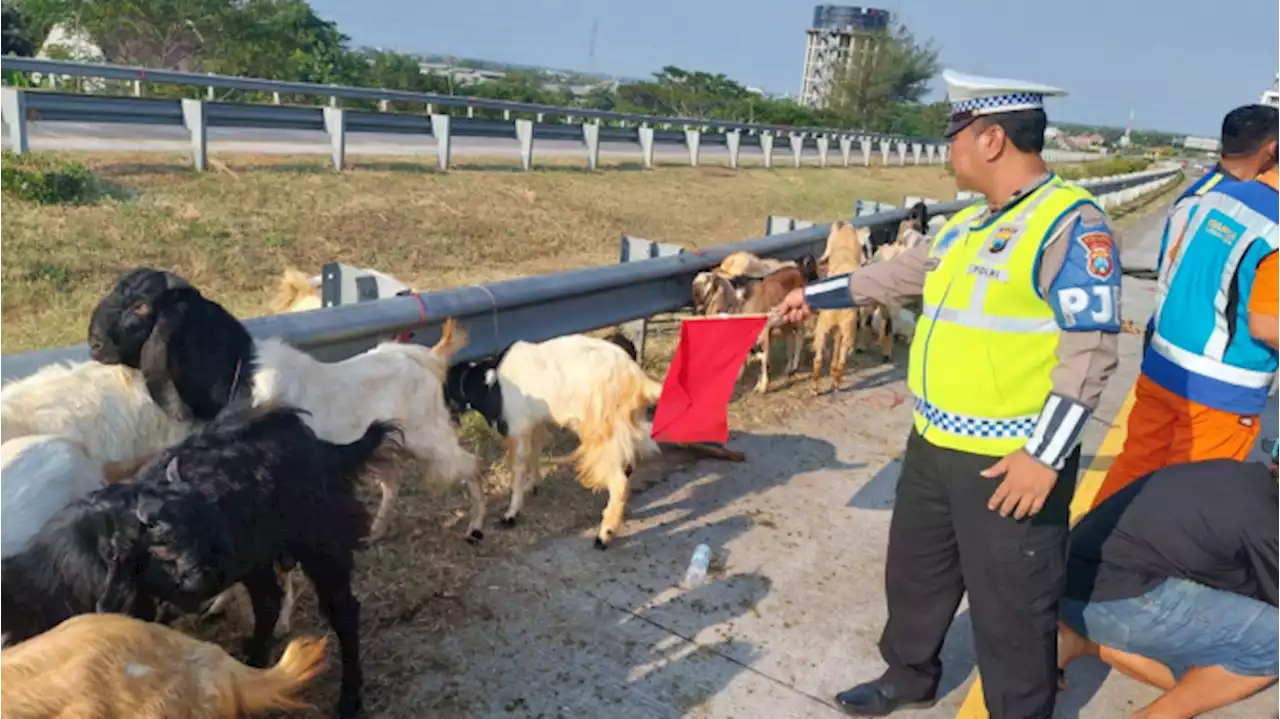 Pikap Muatan Kambing Terguling di Tol Pasuruan, Belasan Ekor Berkeliaran