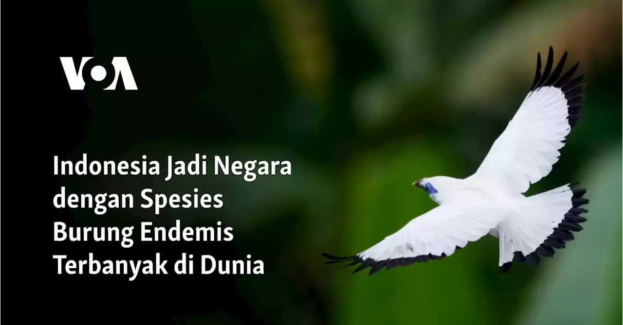 Indonesia Jadi Negara dengan Spesies Burung Endemis Terbanyak di Dunia