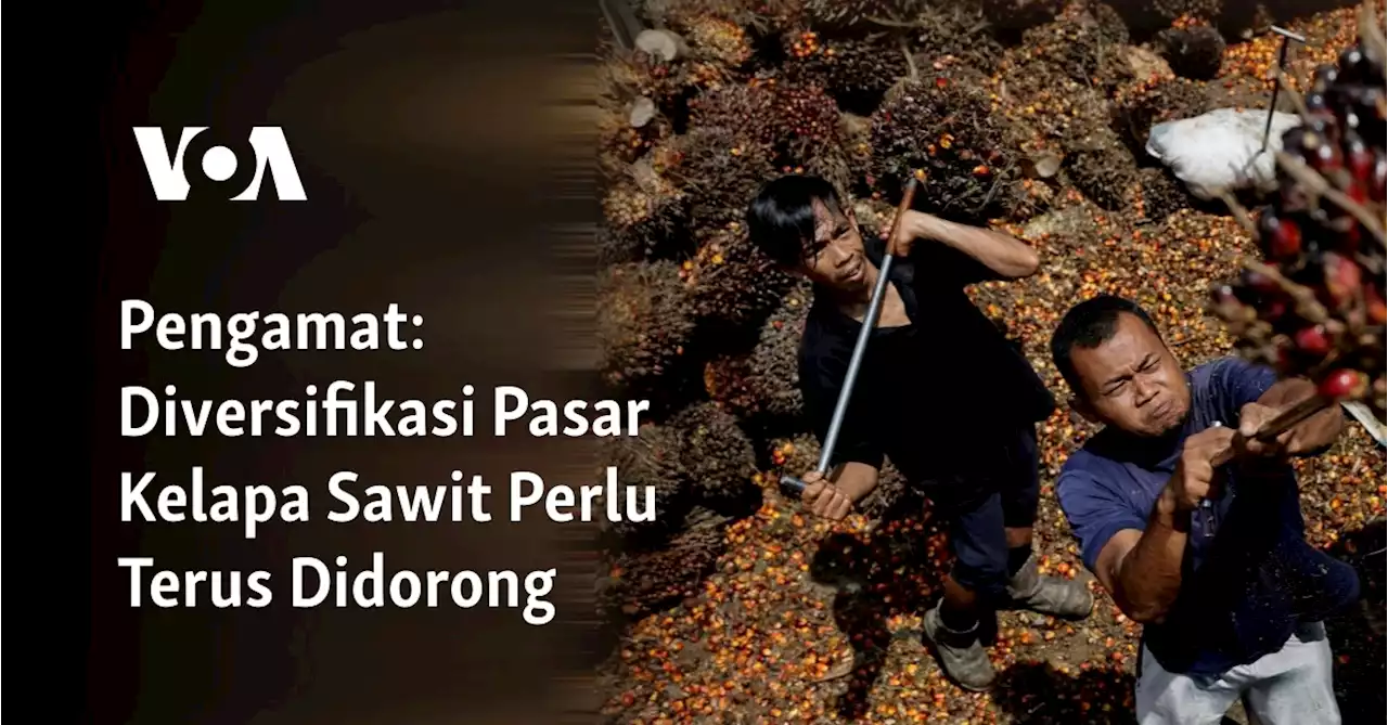 Pengamat: Diversifikasi Pasar Kelapa Sawit Perlu Terus Didorong