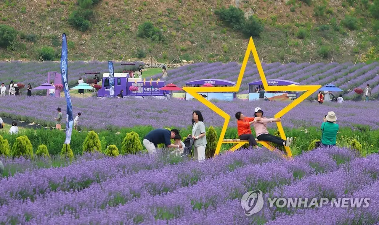 '보랏빛 천국으로 변한 폐광지'…라벤더축제에 2만 인파 몰려 | 연합뉴스