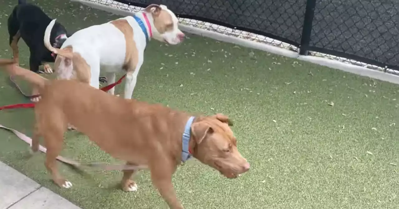 Dog that jumped a kennel wall is adopted with her best friend