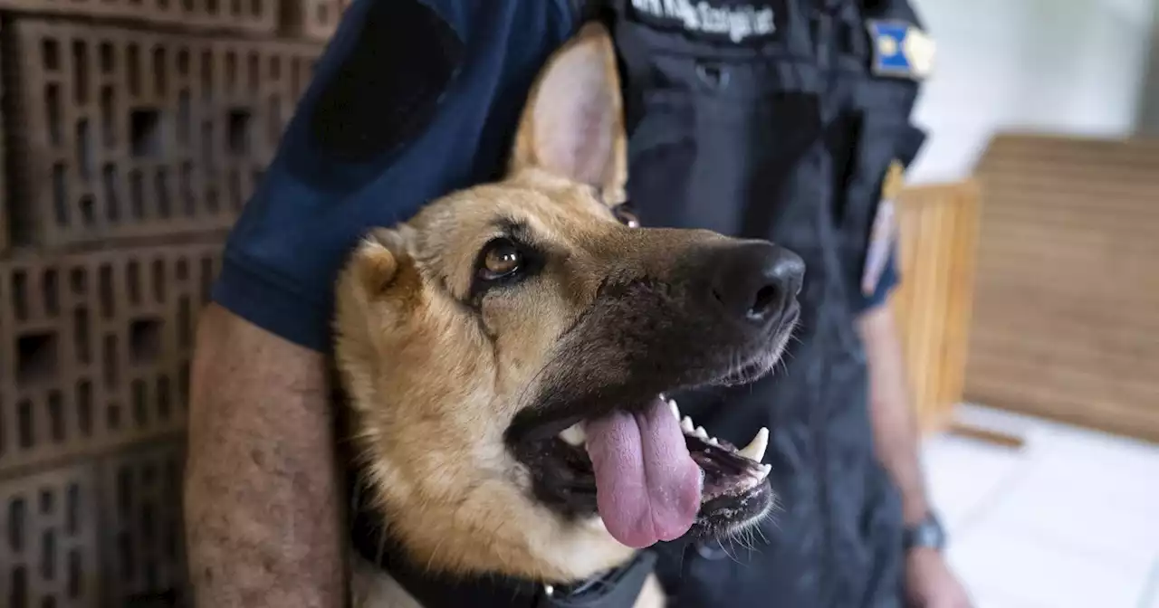 German shepherd wounded in Ukraine gets new start as Hungarian police dog