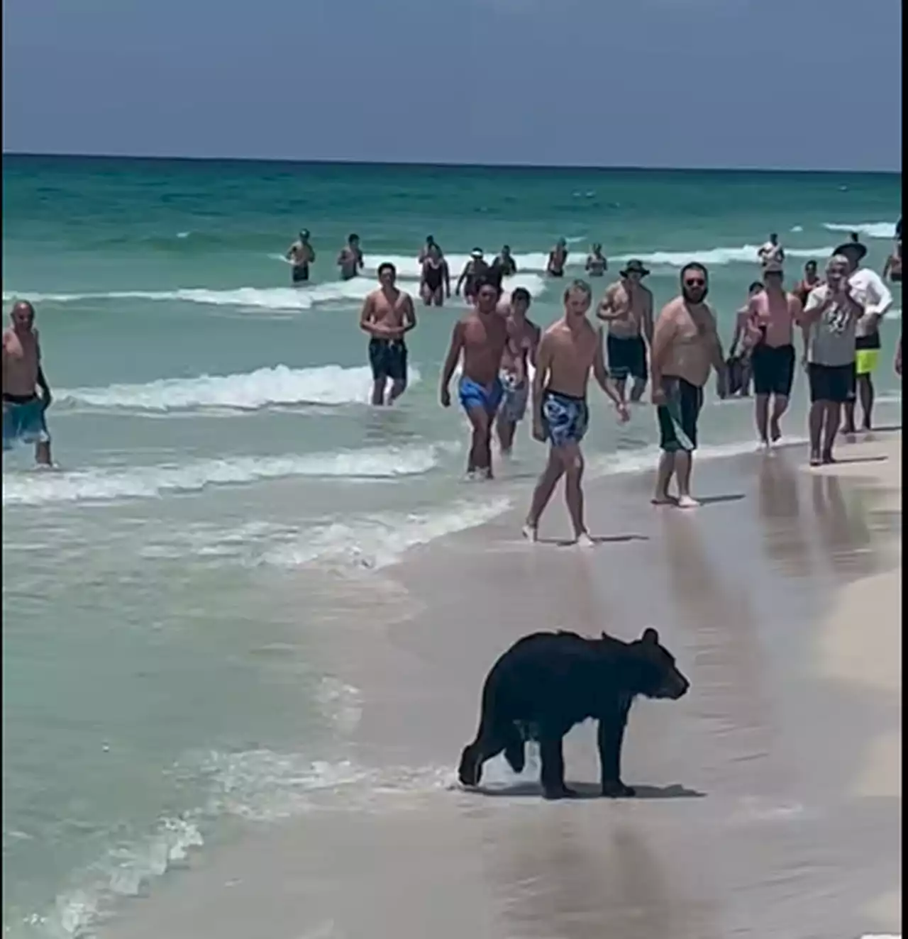 Bears on the Beach? ‘It’s not uncommon,’ Florida charter boat captain says