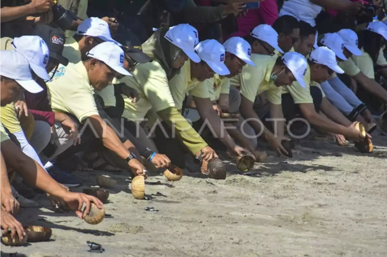 Pertamina berikan bantuan untuk pelestarian populasi penyu di Lombok