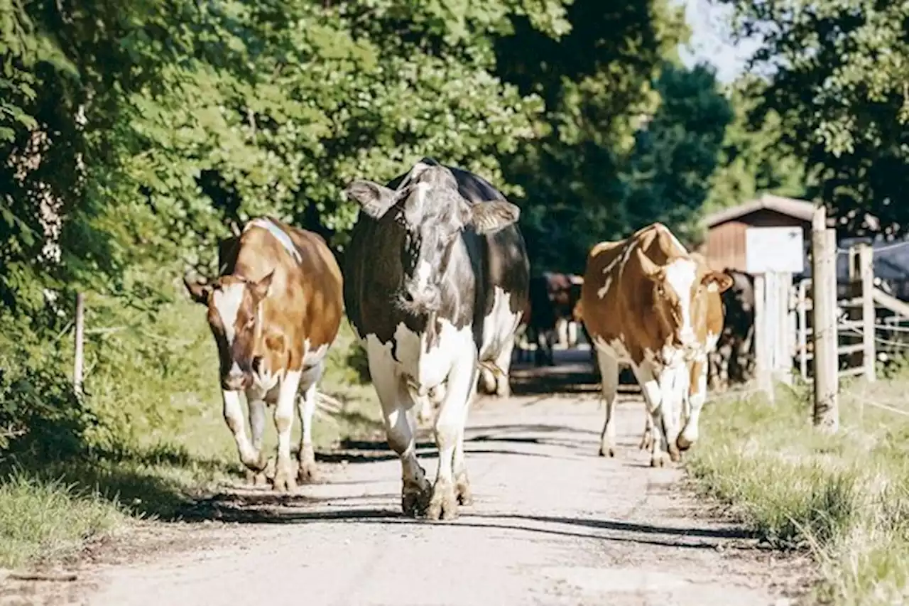 «Es ist nur noch eine Frage der Zeit, bis die schwarze Holstein die rote überrundet» - bauernzeitung.ch