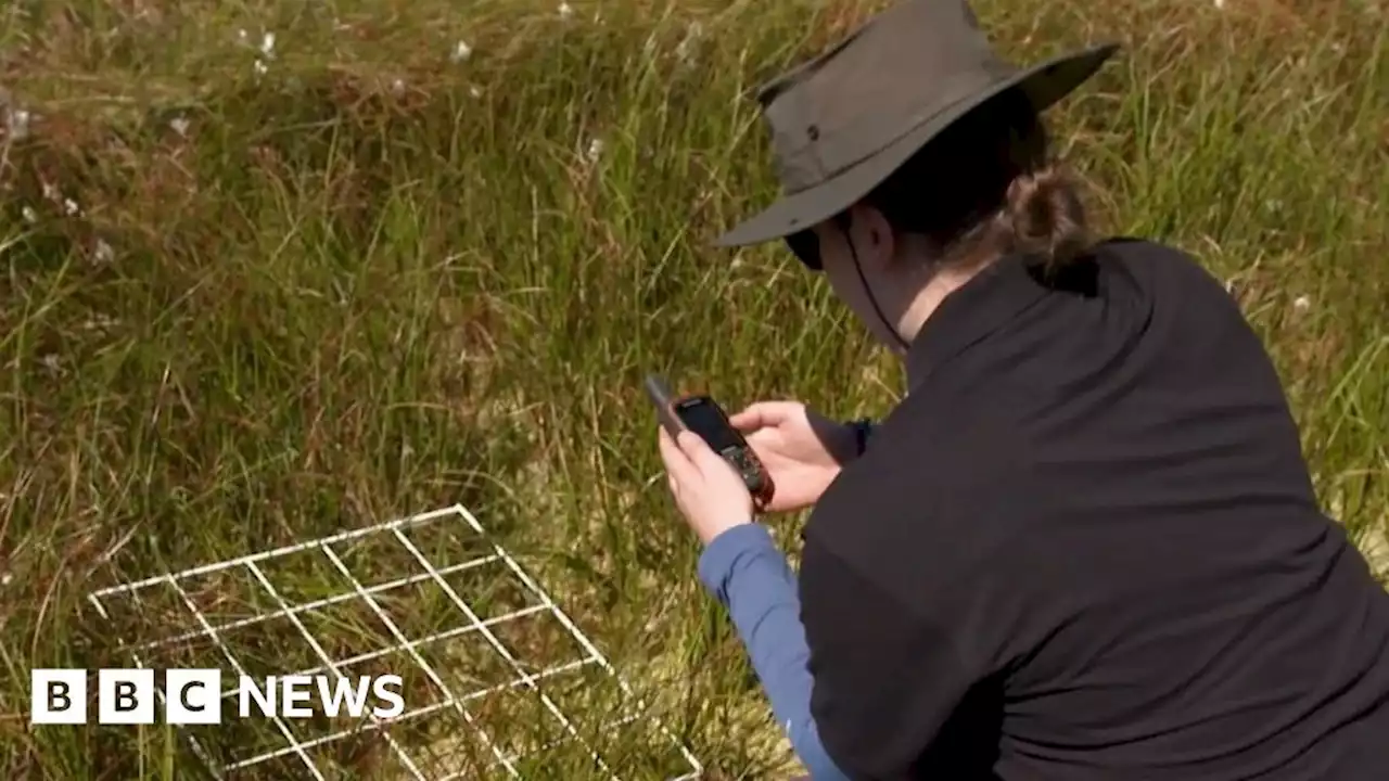 Thorne and Hatfield Moors peatland mapping to save 'waning reserves'