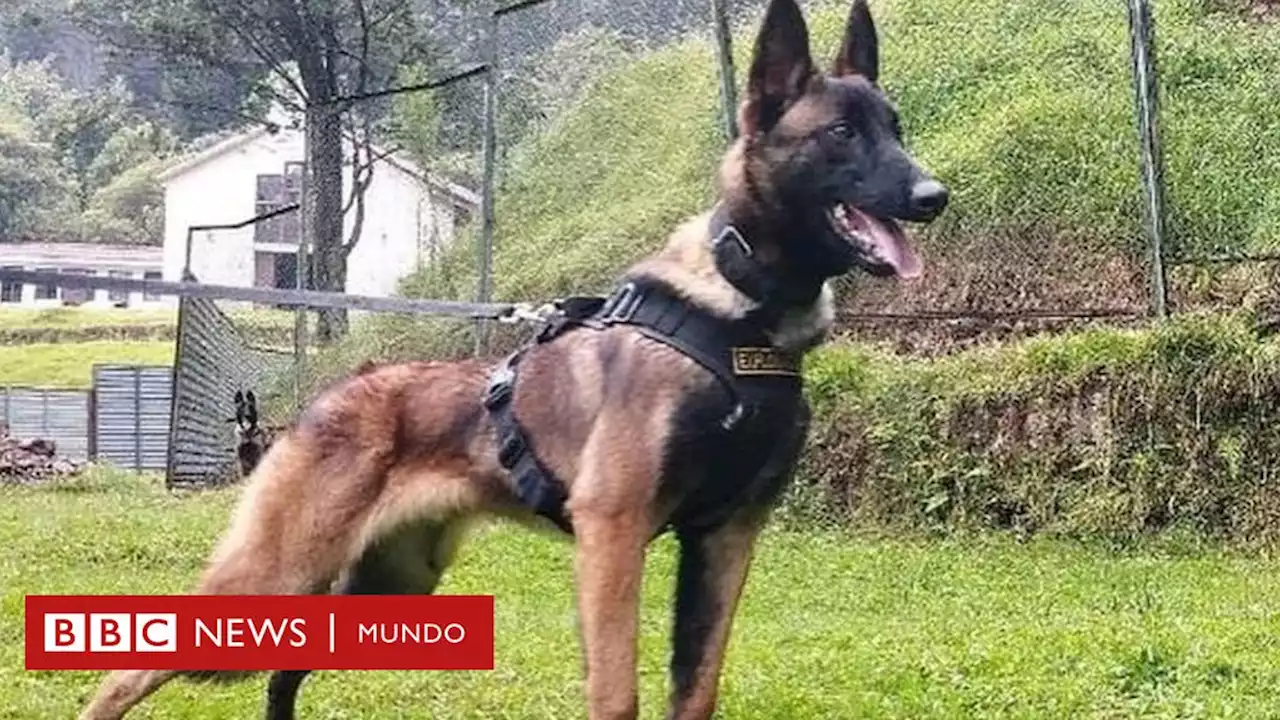 Wilson, el perro rescatista que al parecer encontró y acompañó a los niños en la selva de Colombia pero ahora está perdido - BBC News Mundo