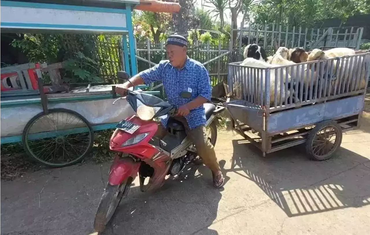 Jelang Iduladha, Penyedia Jasa Ojek Kambing Banjir Pesanan