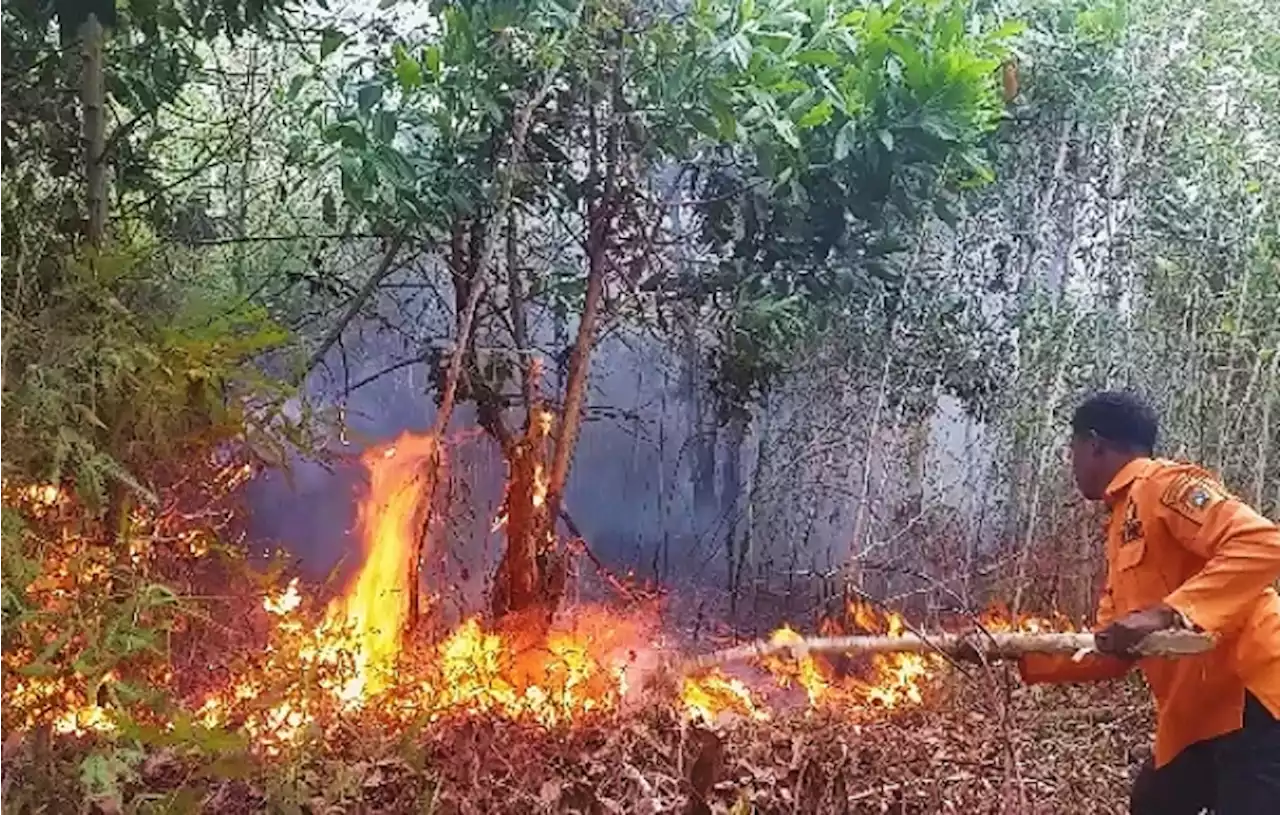 Kebakaran Lahan Gambut di Kalteng, Petugas Kewalahan Padamkan Api