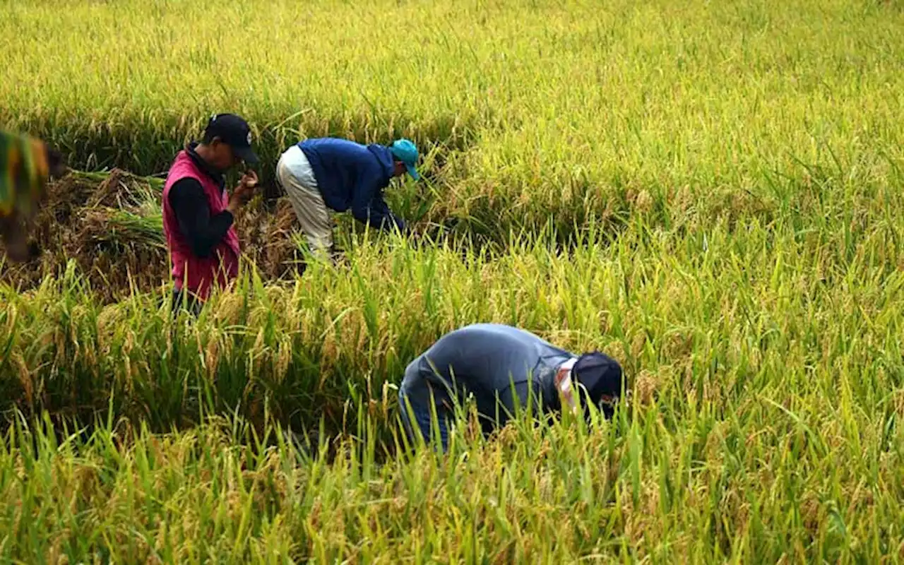 Antisipasi Dampak El Nino, Pemerintah Perkuat Stok Cadangan Pangan