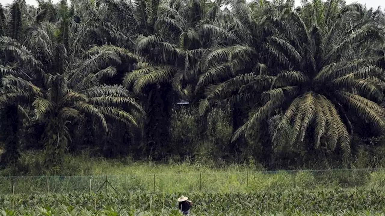 PalmCo Siap IPO Rp10 Triliun Tahun Ini, Tunjuk 4 Penjamin Emisi