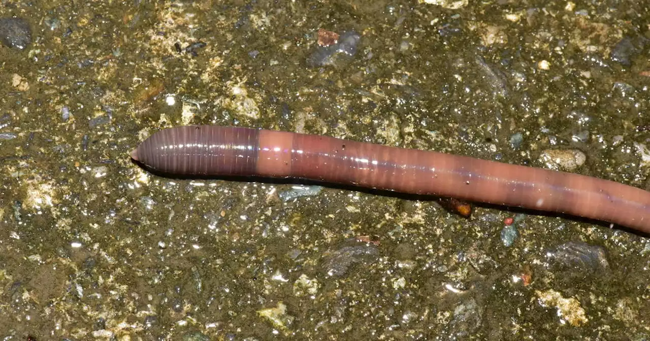 Creepy jumping worms are invading Toronto and you should kill them on sight