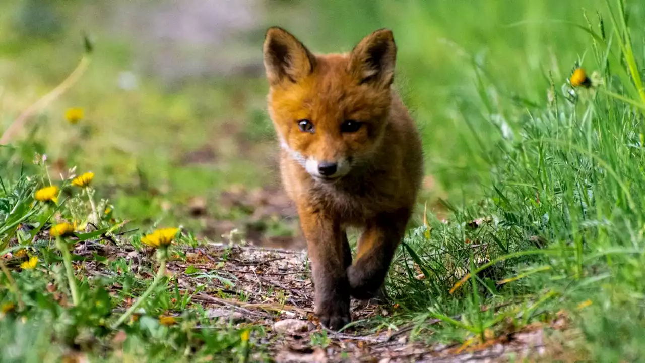 Kompetenzzentrum für Wildtiere in Berlin geplant