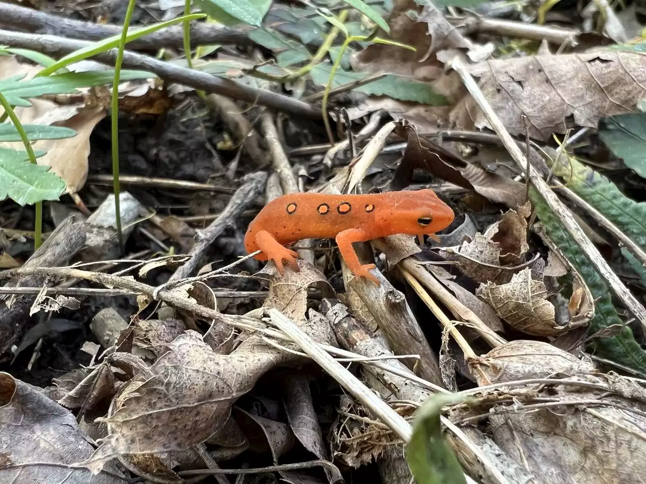 Explore forests, streams and other wild areas with Cleveland Museum of Natural History (photos)