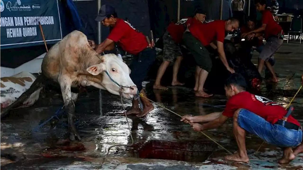 3 Larangan Dalam Berkurban Sesuai Tuntunan Nabi Muhammad SAW