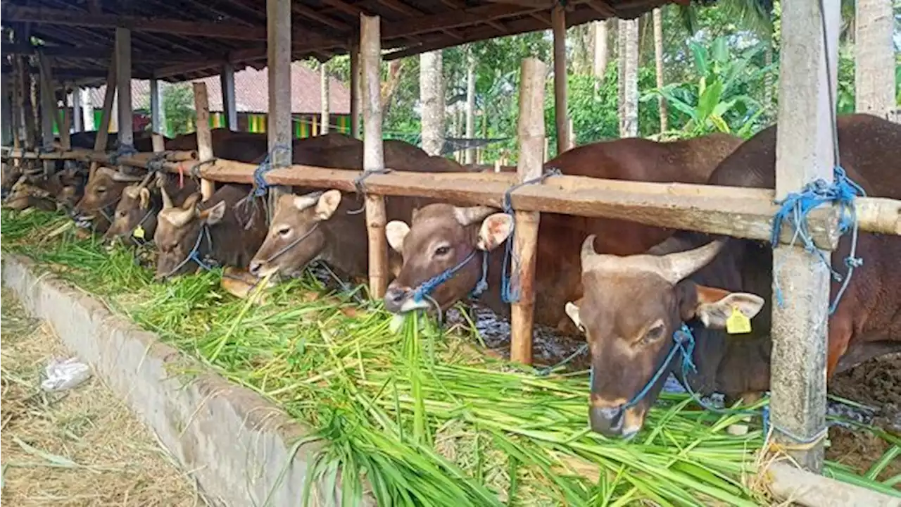 Sebentar Lagi Idul Adha, Gini Cara Nabung Buat Hewan Kurban