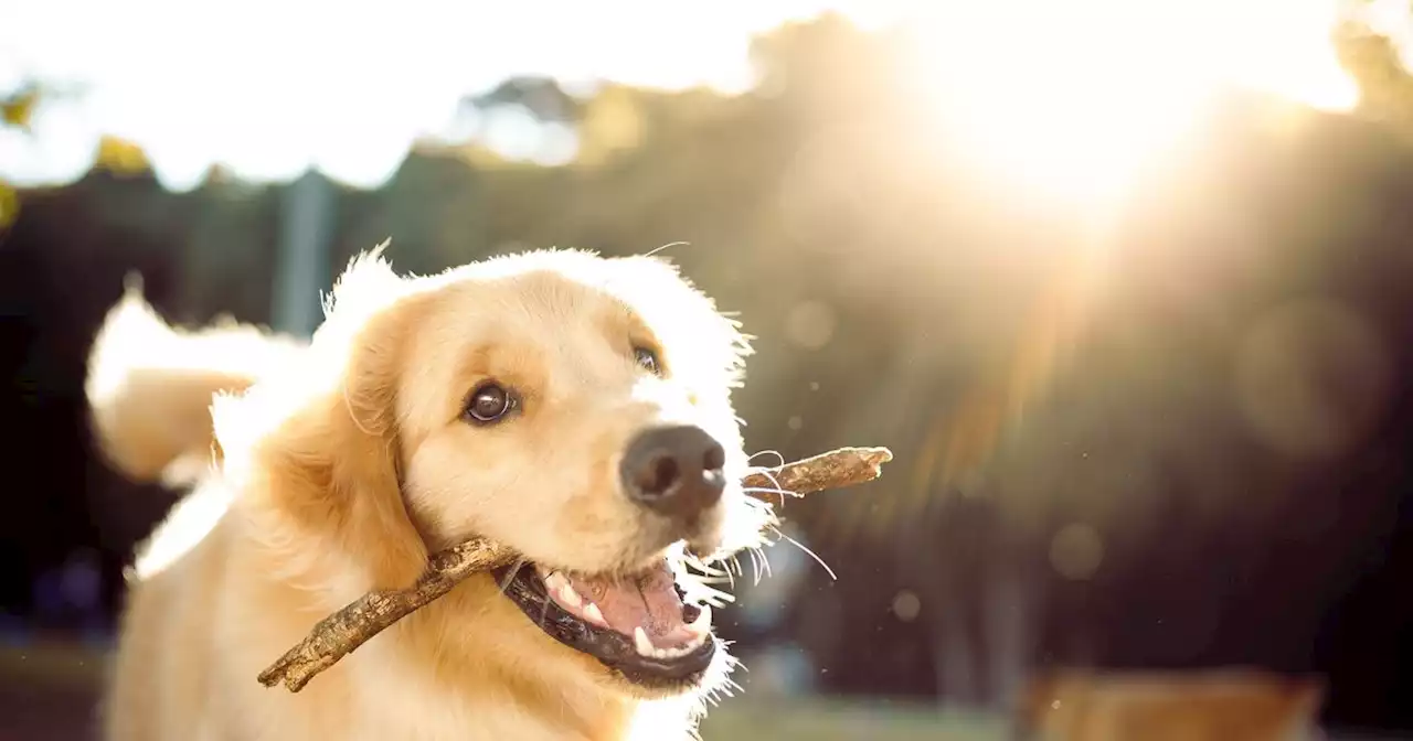 Dog experts share symptoms of heat stroke - including tiredness and panting