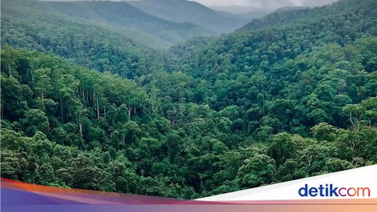 Cerita Tak Biasa di Balik Evakuasi 4 Bocah di Amazon Kolombia