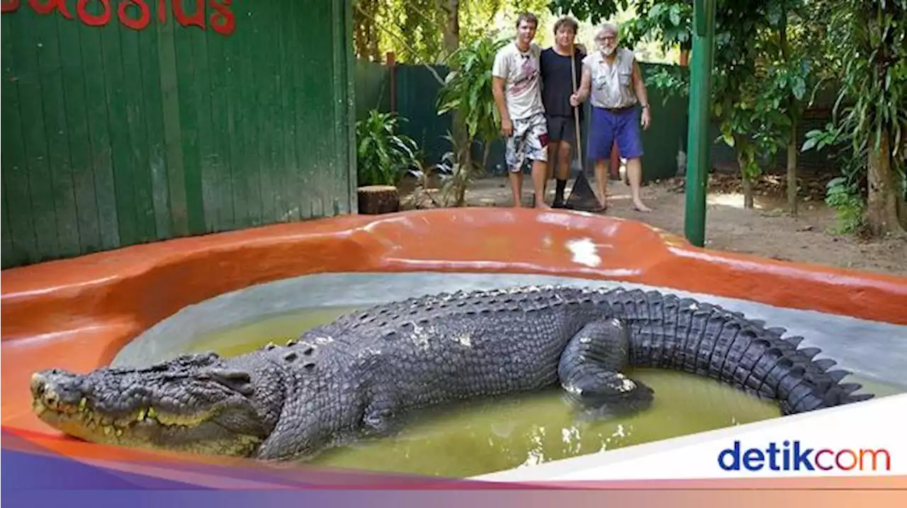 Penampakan Buaya Terbesar Dunia yang Diklaim Berusia 120 Tahun