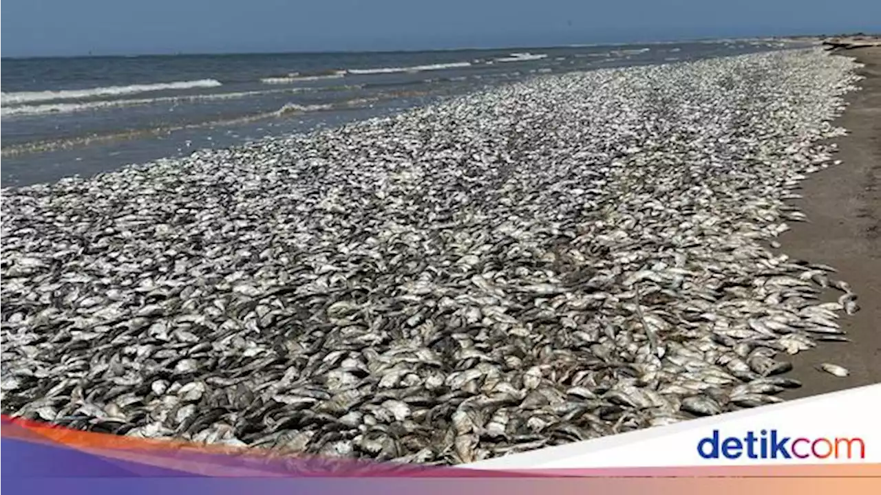 Waduh, Ribuan Ikan Mati Terdampar di Texas