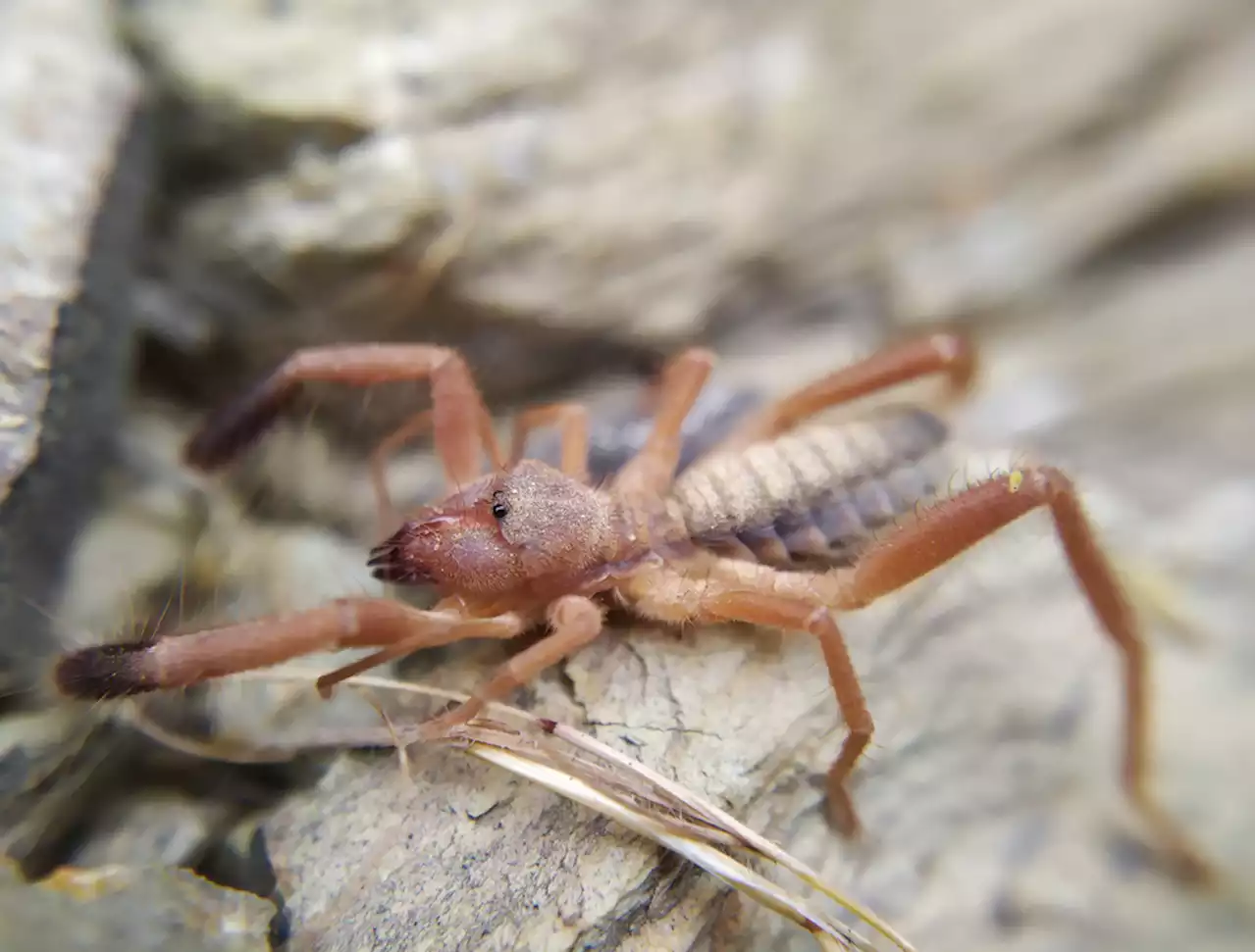 The Truth and Myths of Camel Spiders