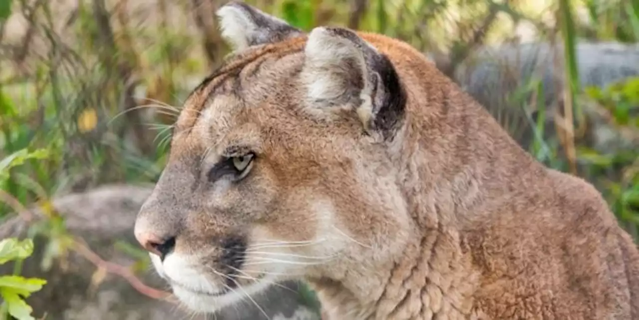 Brock Township reassures residents after cougar spotted in Cannington