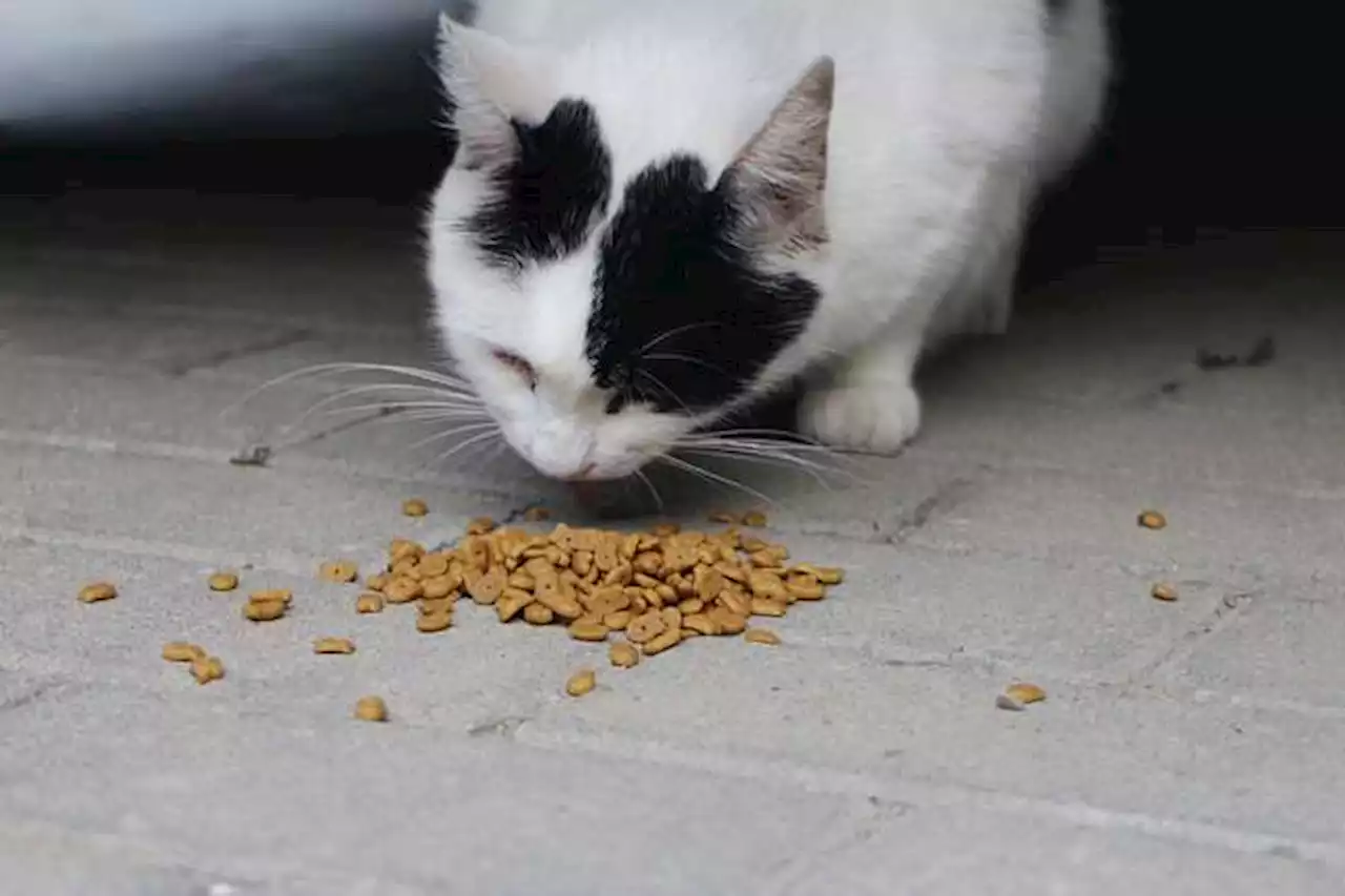 Gatos: ¿Cuántas veces al día deben comer?