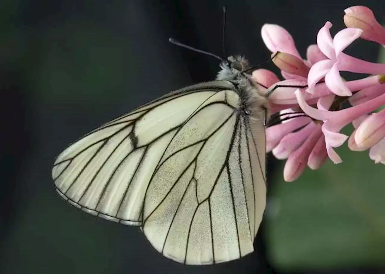 Los riesgos de las reintroducciones ilegales de mariposas “raras” en Reino Unido