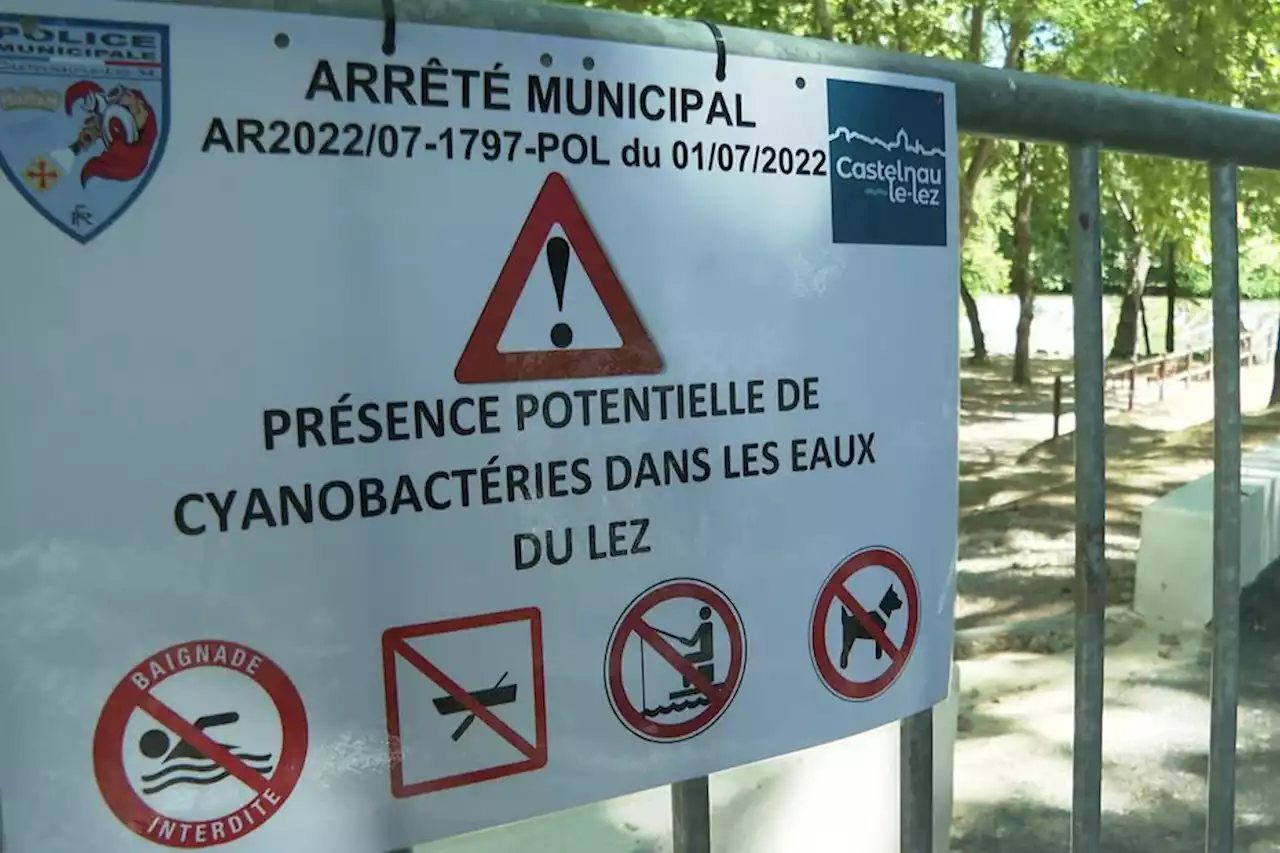 Sécheresse et prolifération des cyanobactéries : quels risques pour la baignade cet été en Occitanie ?