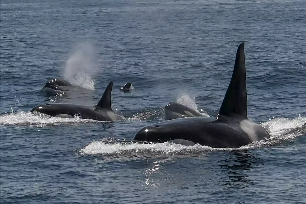 Scientists puzzled by ‘terrifying’ orcas off Spain