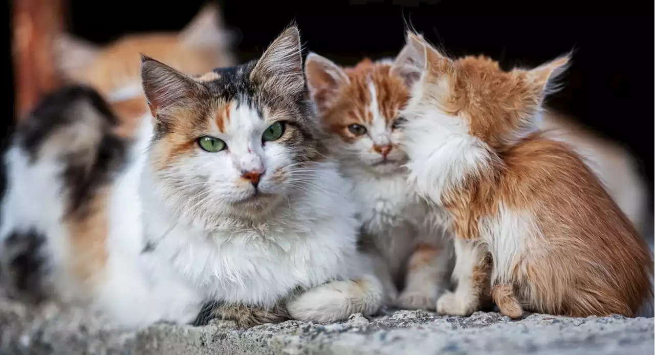 Early Addition: Shout out to the cats who ensure New Yorkers can drink beer