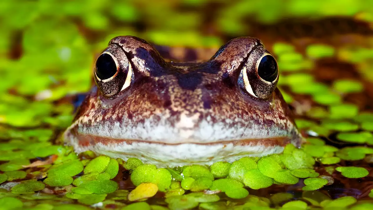 13,000 FREE family passes to RSPB and National Trust sites