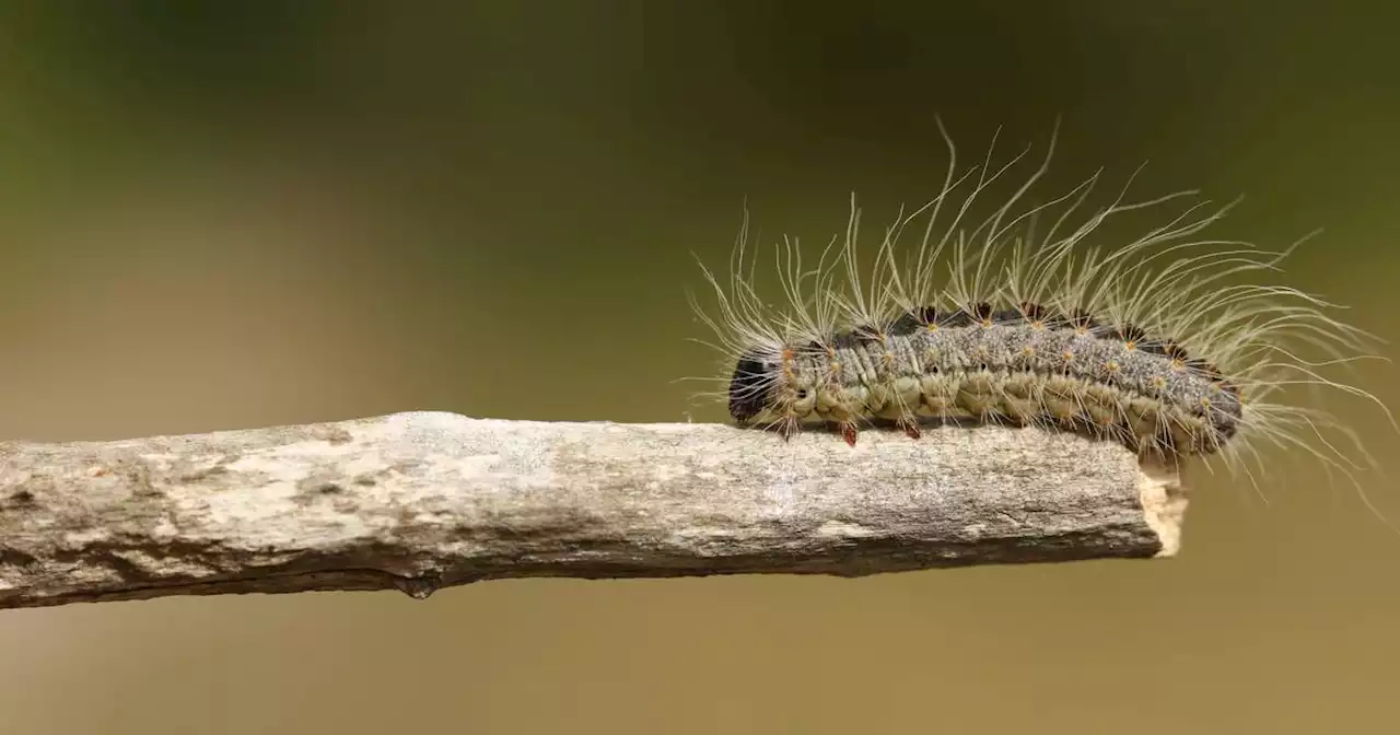 Infestation of harmful caterpillars found in oak trees at Dublin housing estate