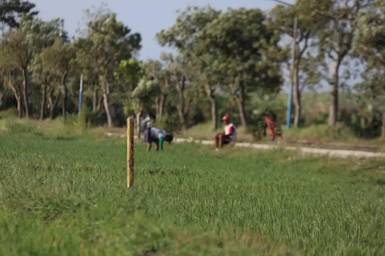 Puluhan Ha Lahan Pertanian di Kota Kediri Terdampak Tol, Ini Kata Pemkot