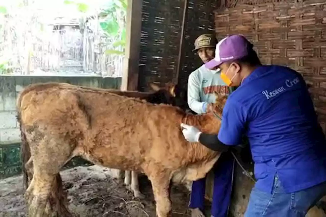 Puluhan Ribu Sapi Perah di Kab Pasuruan Telah Divaksin