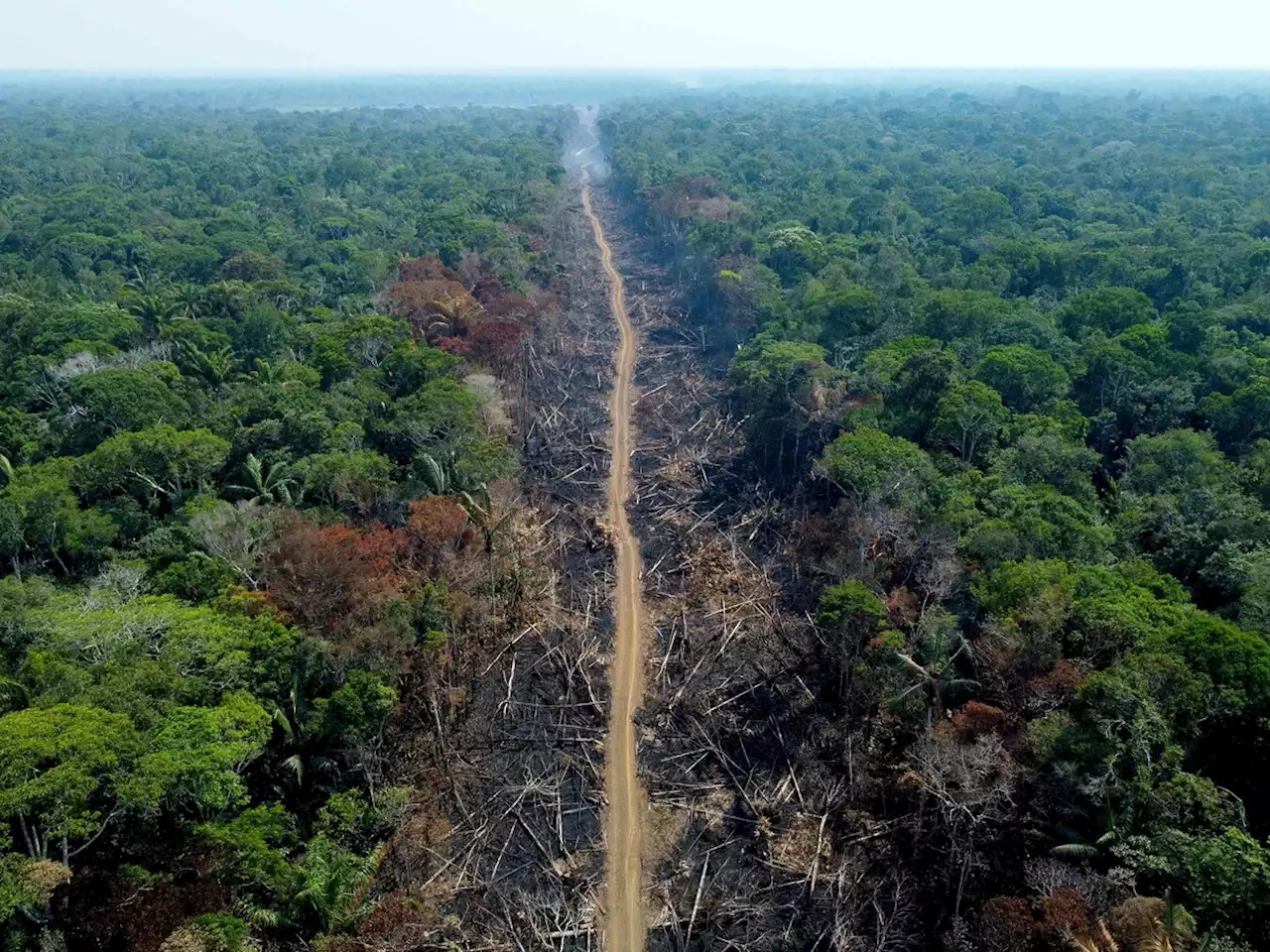 Durante gestão de Jair Bolsonaro, uma área maior que o estado do Rio foi desmatada no Brasil, revela Mapbiomas