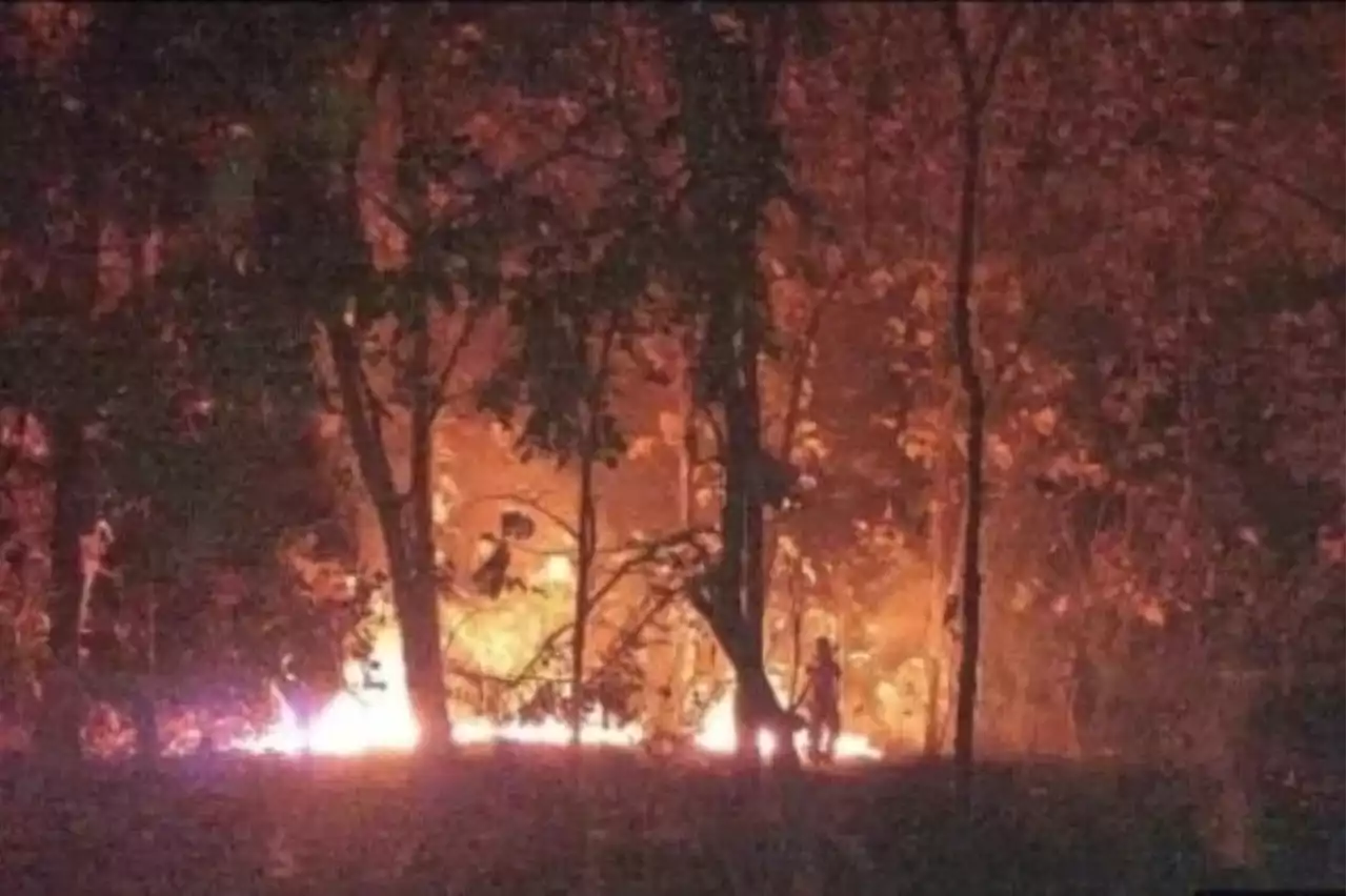 Hutan Jati di Taman Nasional Baluran Terbakar, Daun Kering Diduga Penyebabnya