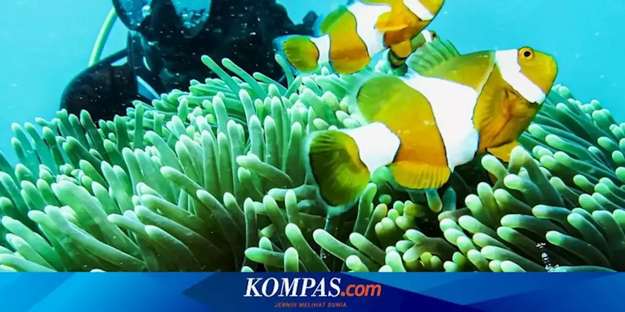 16 Tempat Wisata Di Biak Numfor Papua, Ada Air Terjun Dan Spot Diving ...