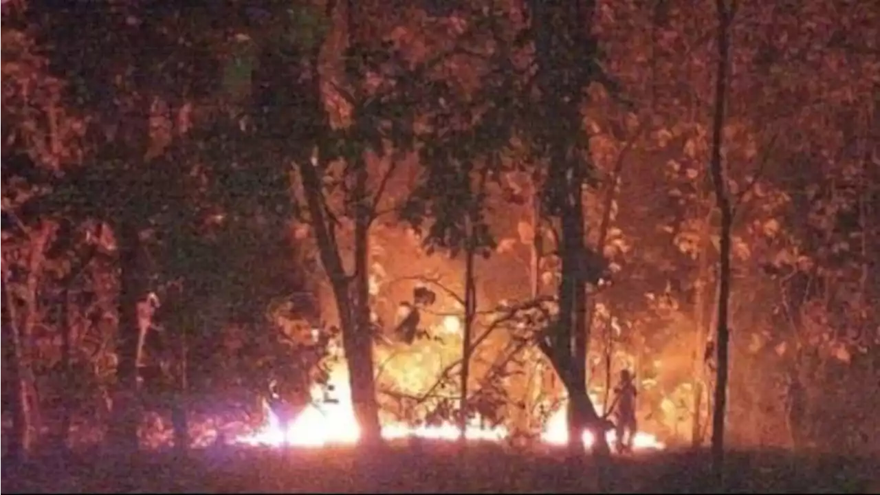 Hutan Jati Taman Nasional Baluran Situbondo Kebakaran, BPBD Ungkap Sumber Api