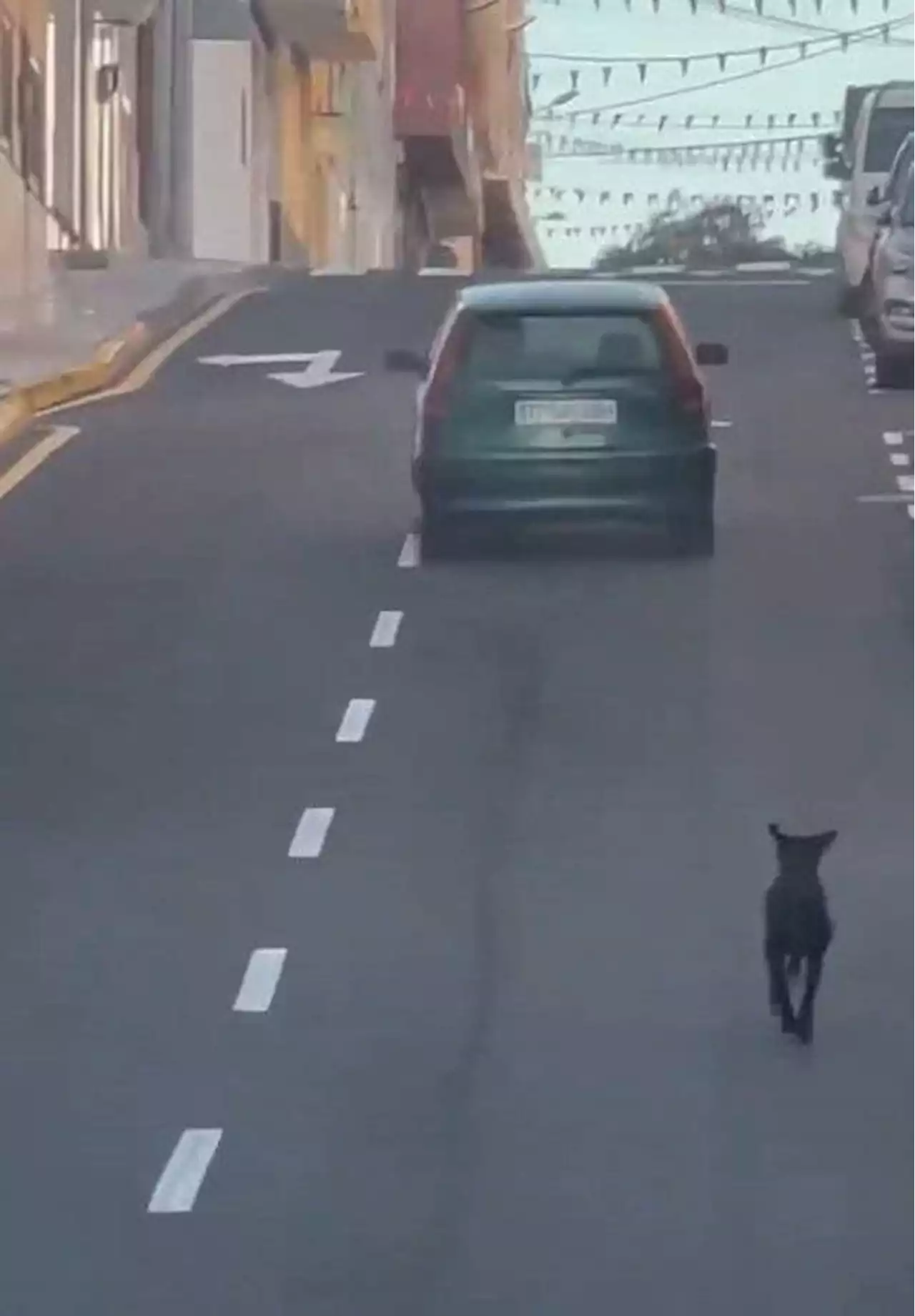 Piden ayuda ciudadana para buscar a una conductora que fue grabada intentando abandonar a un perro en Tenerife