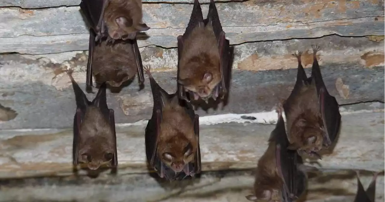 Meolans-Revel : les chauves-souris à l'honneur de la Nuit de la forêt