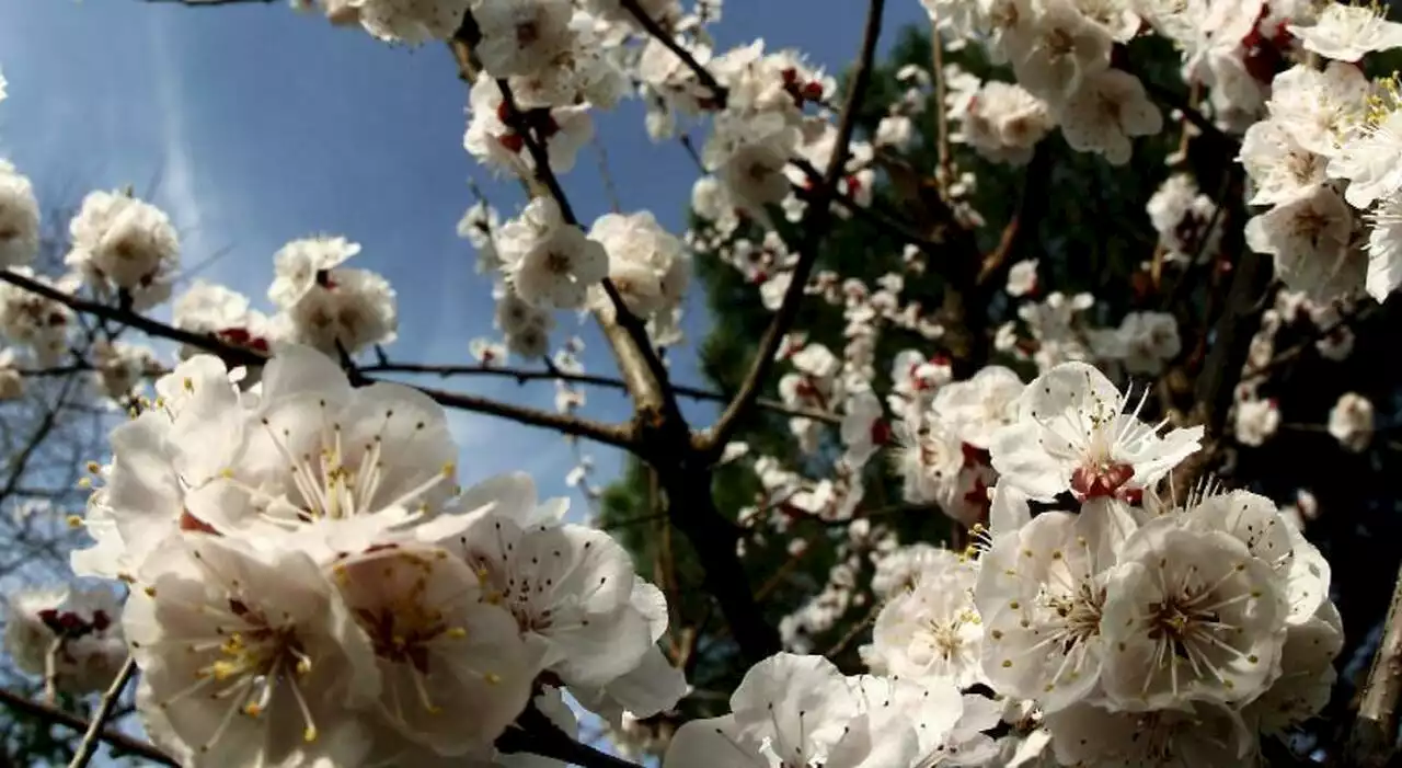 Fioritura 2023, l'evento imperdibile a Castelluccio di Norcia: ecco come arrivarci in modo sostenibile