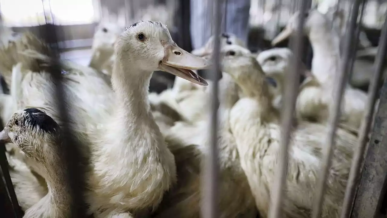 Grippe aviaire : les autorités se méfient d'une propagation chez l'homme