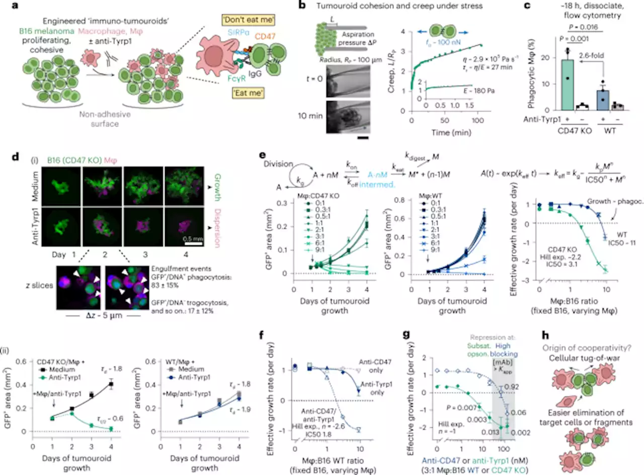 Cooperative phagocytosis of solid tumours by macrophages triggers durable anti-tumour responses - Nature Biomedical Engineering