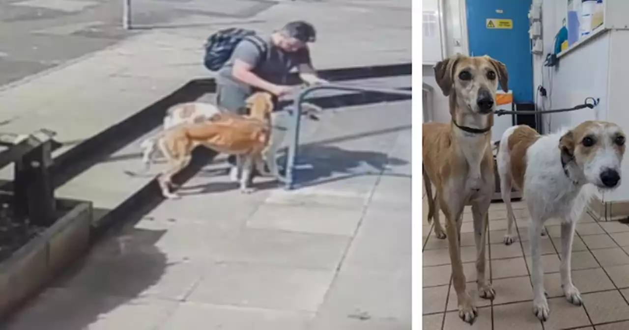 Heartless moment man ties up and abandons dogs as search launched for puppies