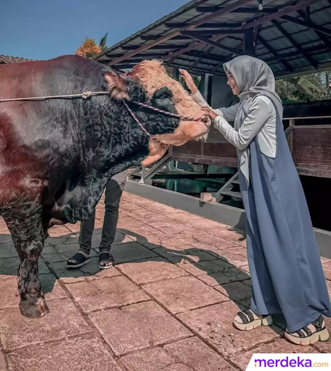 Foto : Rela Jauh-jauh ke Jogja, Potret Ria Ricis Bareng Sapi Kurban Berukuran Jumbo | merdeka.com