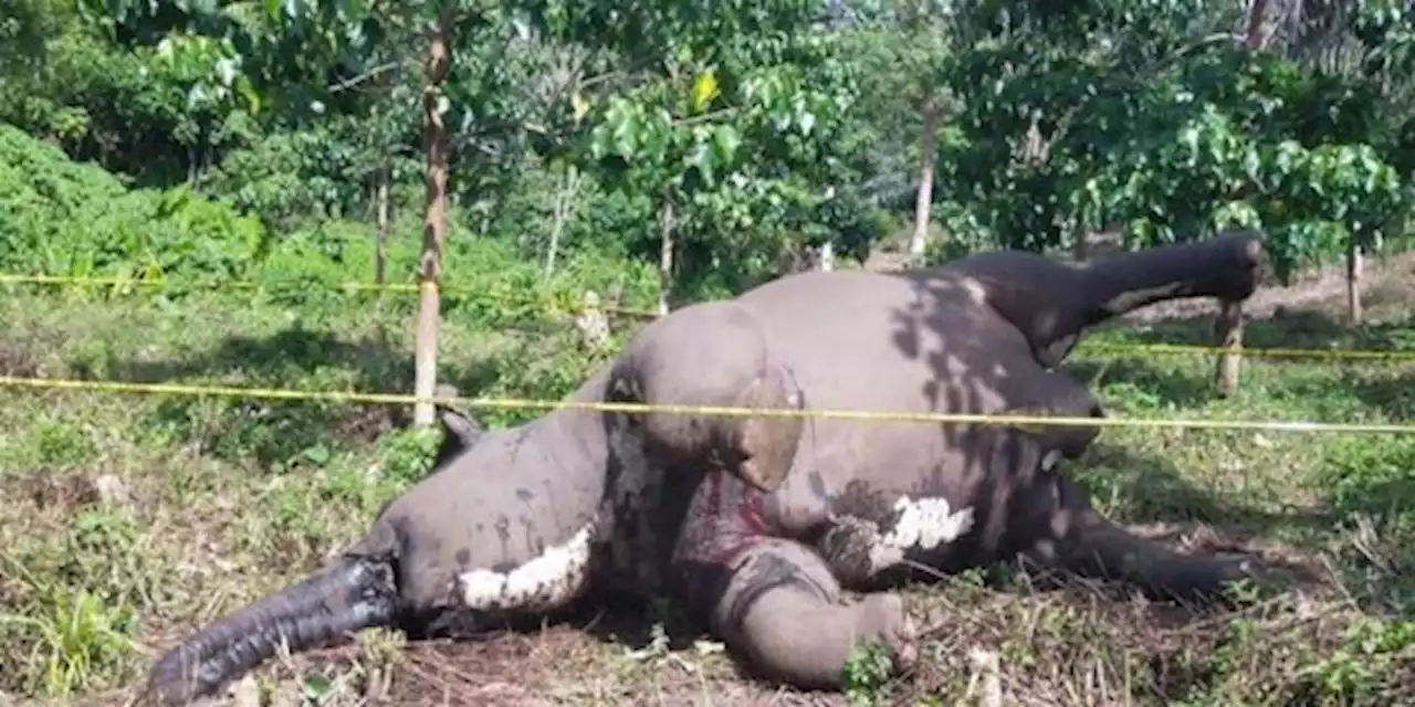 Perut Bengkak dan Anus Menyembul, Gajah di Aceh Tengah Diduga Mati Keracunan | merdeka.com