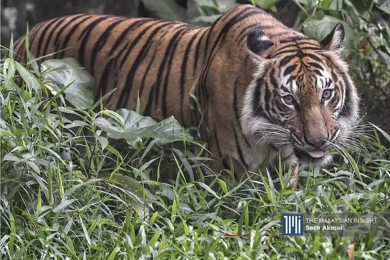 Batalkan EIA jalan di rizab harimau, gesa kumpulan alam sekitar | The Malaysian Insight