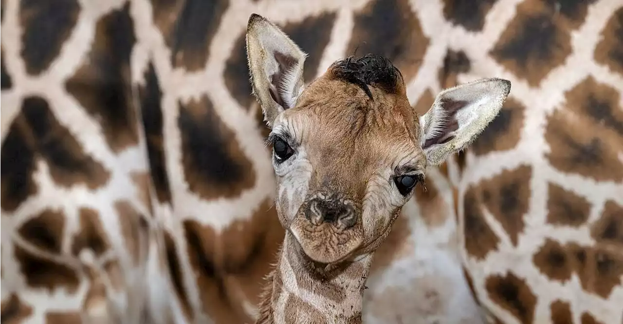 Zuckersüßer Nachwuchs im Zoo Schmiding